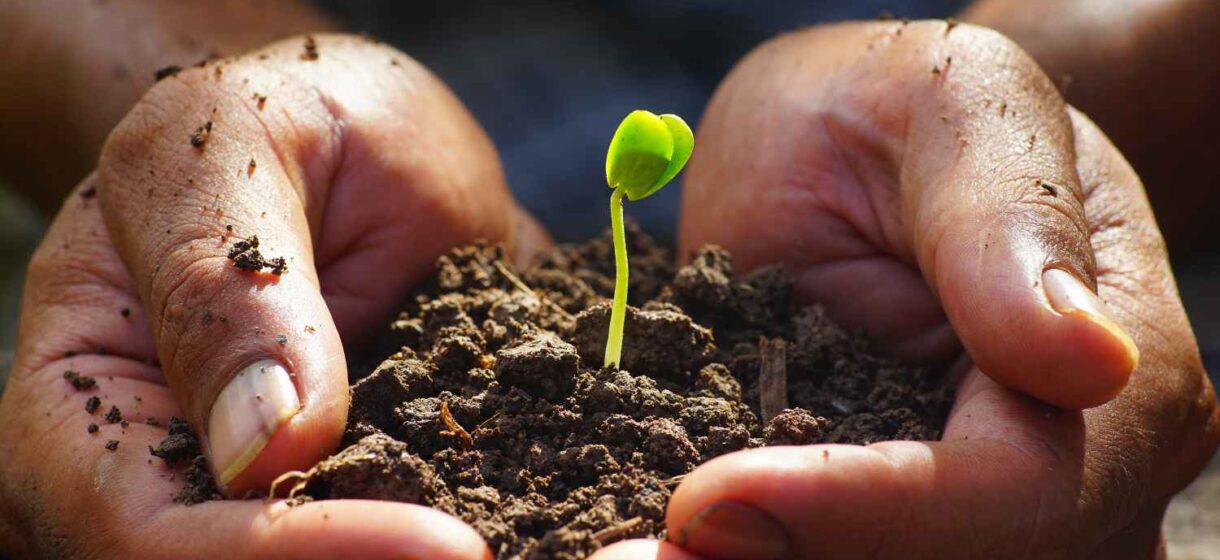 Plant Phenotyping